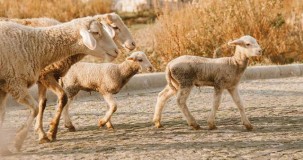 1 Kıvırcık Kuzu Kaç Kilo Gelir? Canlı Ağırlık ve Kesim Ağırlığı