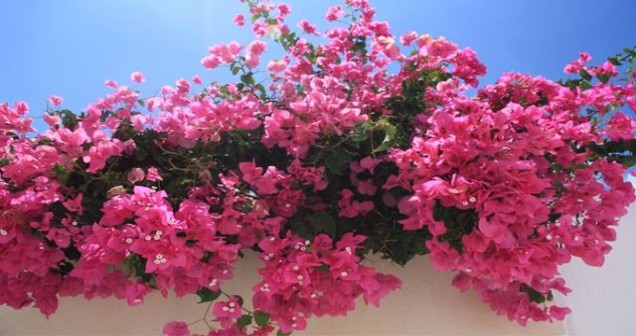 Akdeniz’de Hangi Çiçekler Yetişir? Akdeniz İklimine Uygun Bitkiler